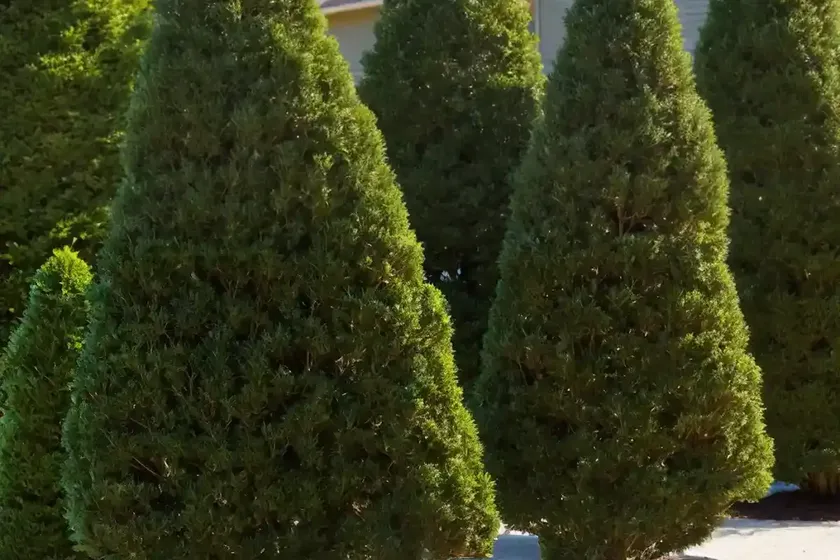American arborvitae (thuja occidentalis ‘holmstrup’)