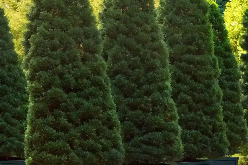 American arborvitae (thuja occidentalis ‘hoseri’) — photo 2