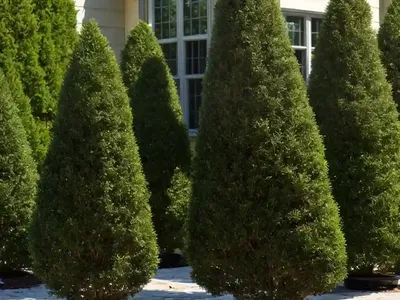 American Arborvitae (Thuja Occidentalis ‘Hoseri’)