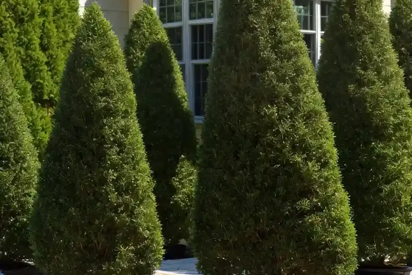 American arborvitae (thuja occidentalis ‘hoseri’)