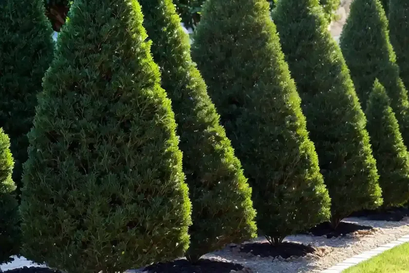 American arborvitae (thuja occidentalis ‘little gem’) — photo 2