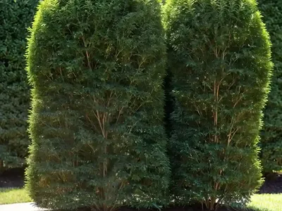 American Arborvitae (Thuja Occidentalis ‘Little Gem’)