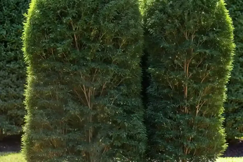 American arborvitae (thuja occidentalis ‘little gem’)
