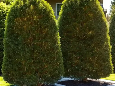 American Arborvitae (Thuja Occidentalis ‘Lutea’)
