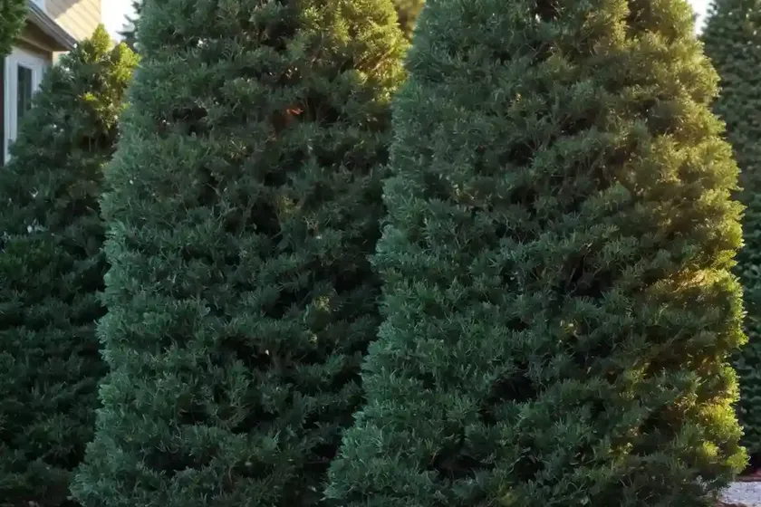 American arborvitae (thuja occidentalis ‘nigra’) — photo 2