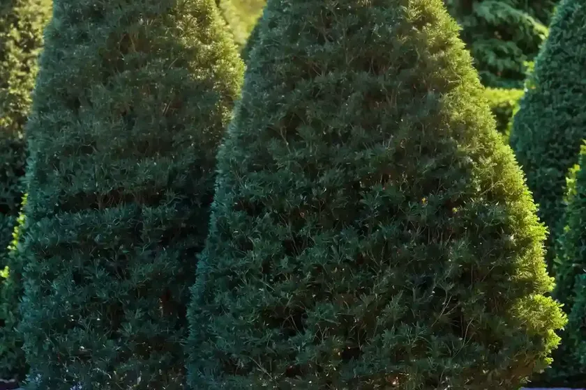 American arborvitae (thuja occidentalis ‘nigra’) — photo 3
