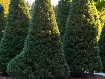 American Arborvitae (Thuja Occidentalis ‘Nigra’)
