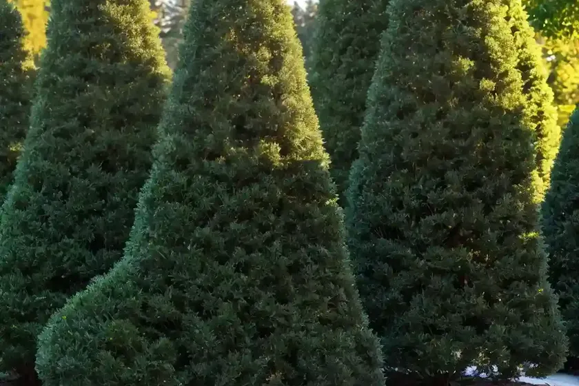 American arborvitae (thuja occidentalis ‘nigra’)