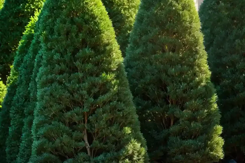 American arborvitae (thuja occidentalis ‘recurva nana’) — photo 2