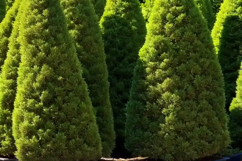 American arborvitae (thuja occidentalis ‘recurva nana’) — photo 3