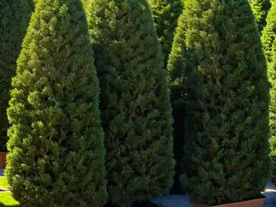 American Arborvitae (Thuja Occidentalis ‘Recurva Nana’)