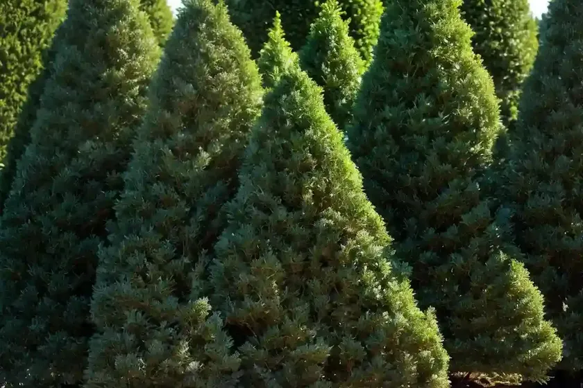American arborvitae (thuja occidentalis ‘rheingold’) — photo 3