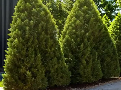 American Arborvitae (Thuja Occidentalis ‘Rheingold’)