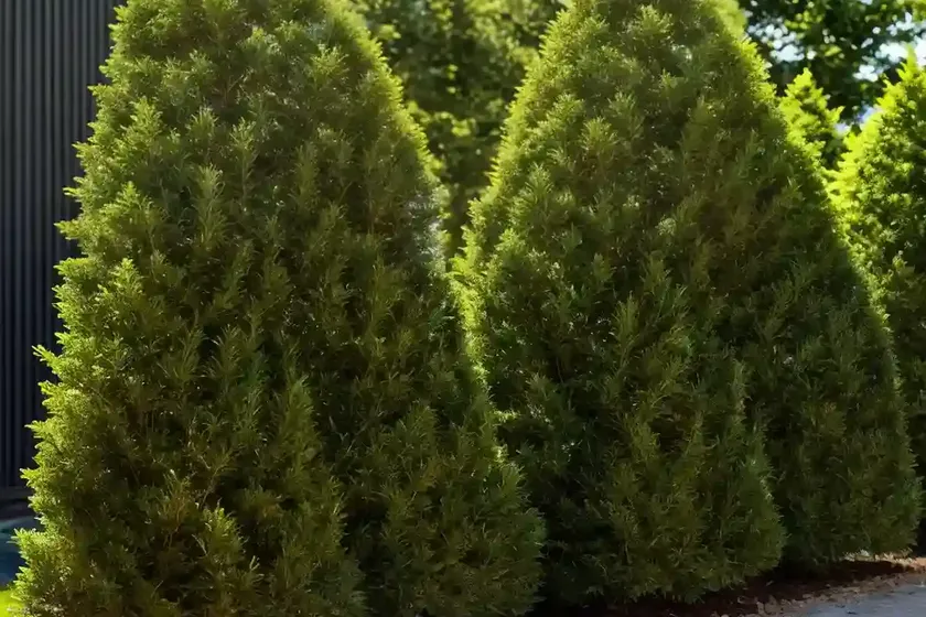 American arborvitae (thuja occidentalis ‘rheingold’)