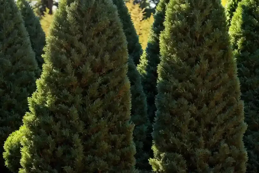 American arborvitae (thuja occidentalis ‘sherwood frost’) — photo 2