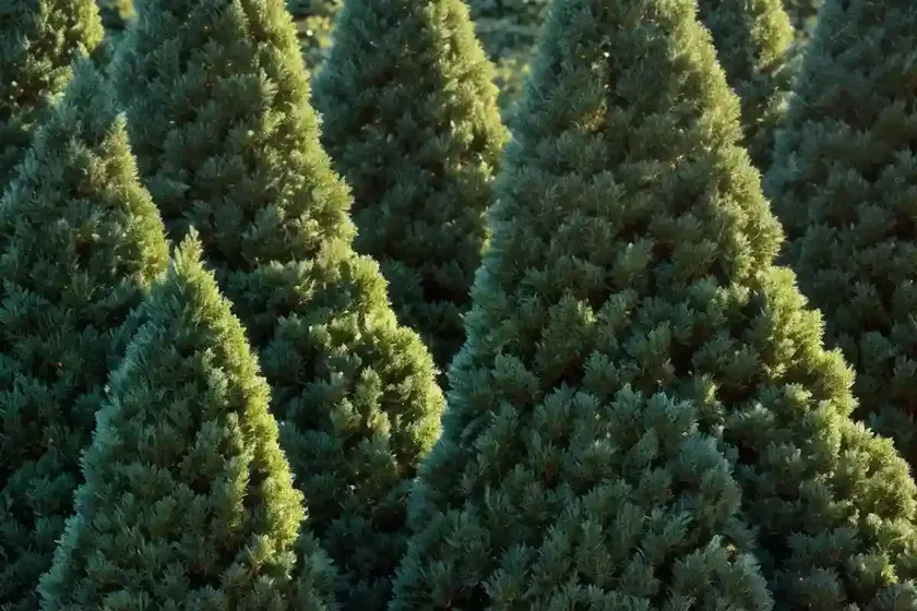American arborvitae (thuja occidentalis ‘sherwood frost’) — photo 3