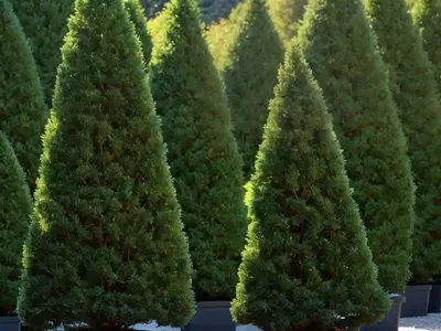 American Arborvitae (Thuja Occidentalis ‘Sherwood Frost’)