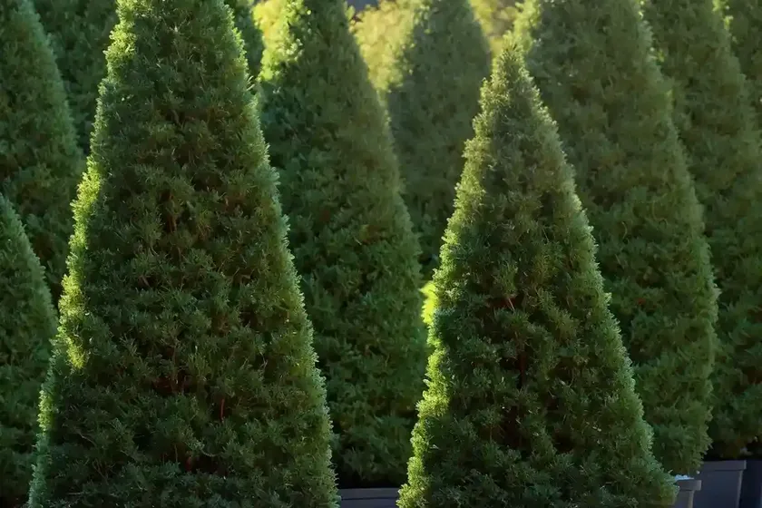 American arborvitae (thuja occidentalis ‘sherwood frost’)