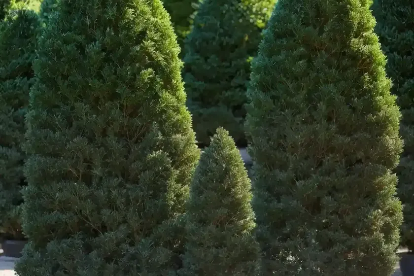 American arborvitae (thuja occidentalis ‘skinner dwarf’) — photo 2