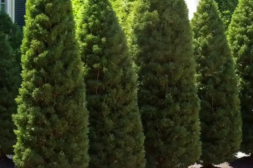 American arborvitae (thuja occidentalis ‘skinner dwarf’) — photo 3