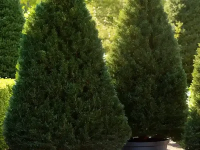 American Arborvitae (Thuja Occidentalis ‘Skinner Dwarf’)