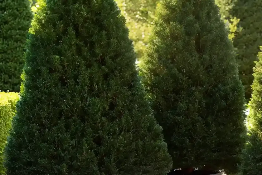 American arborvitae (thuja occidentalis ‘skinner dwarf’)