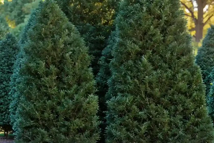 American arborvitae (thuja occidentalis ‘smaragd’) — photo 2