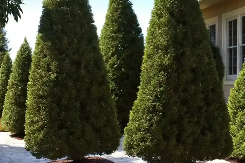 American arborvitae (thuja occidentalis ‘smaragd’) — photo 3