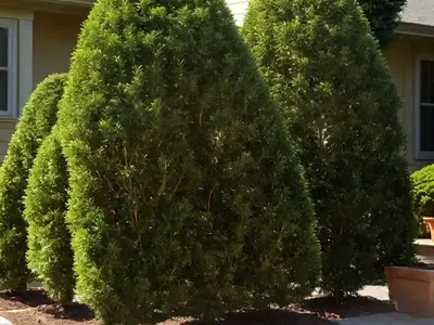 American Arborvitae (Thuja Occidentalis ‘Smaragd’)