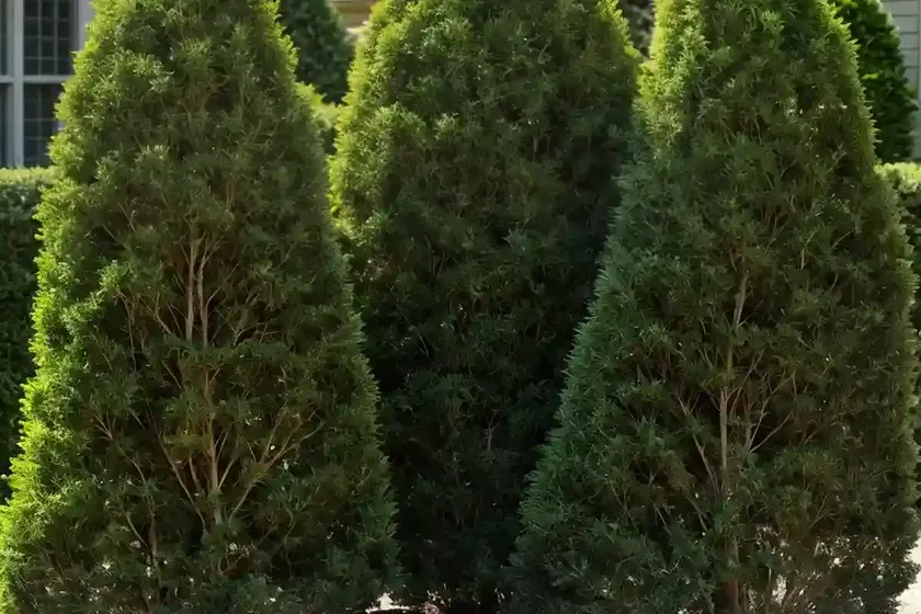 American arborvitae (thuja occidentalis ‘sudwelli’) — photo 2