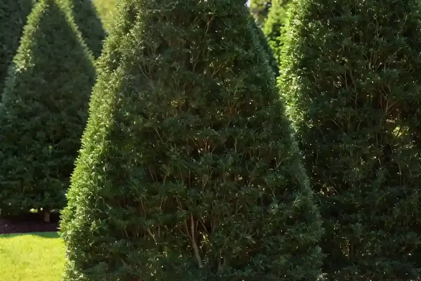 American arborvitae (thuja occidentalis ‘sudwelli’) — photo 3
