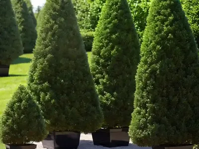 American Arborvitae (Thuja Occidentalis ‘Sudwelli’)