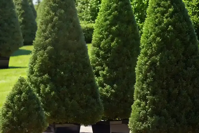 American arborvitae (thuja occidentalis ‘sudwelli’)