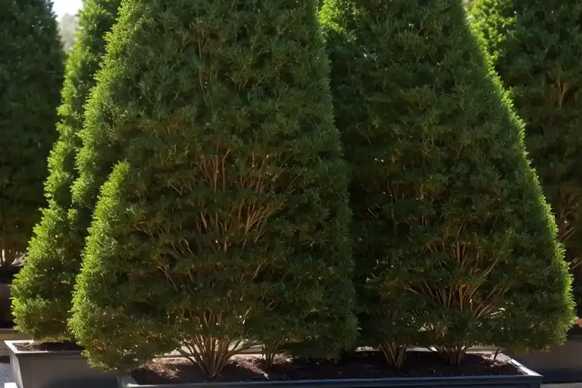 American arborvitae (thuja occidentalis ‘sunkist’) — photo 2