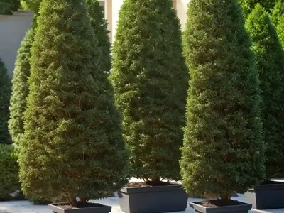 American Arborvitae (Thuja Occidentalis ‘Sunkist’)