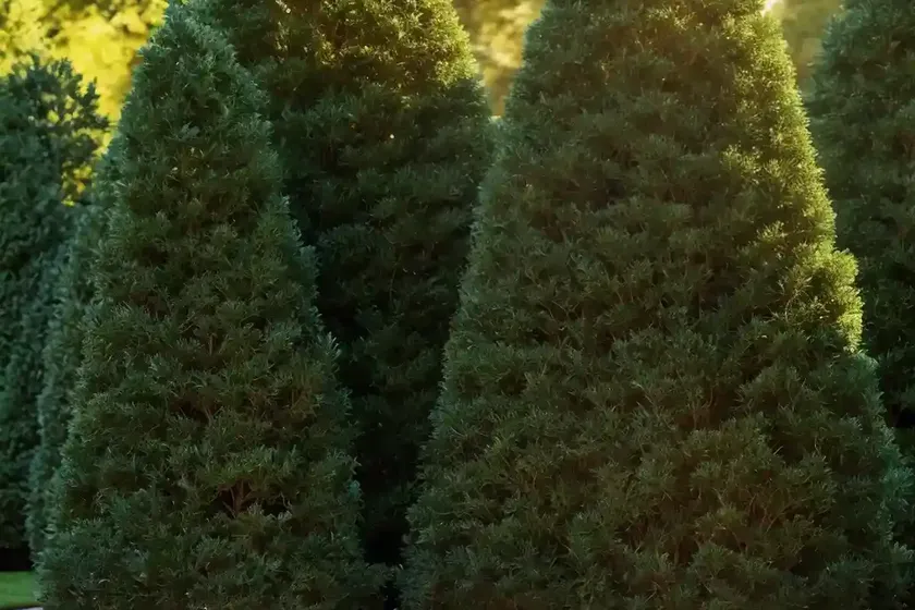 American arborvitae (thuja occidentalis ‘techny’) — photo 2