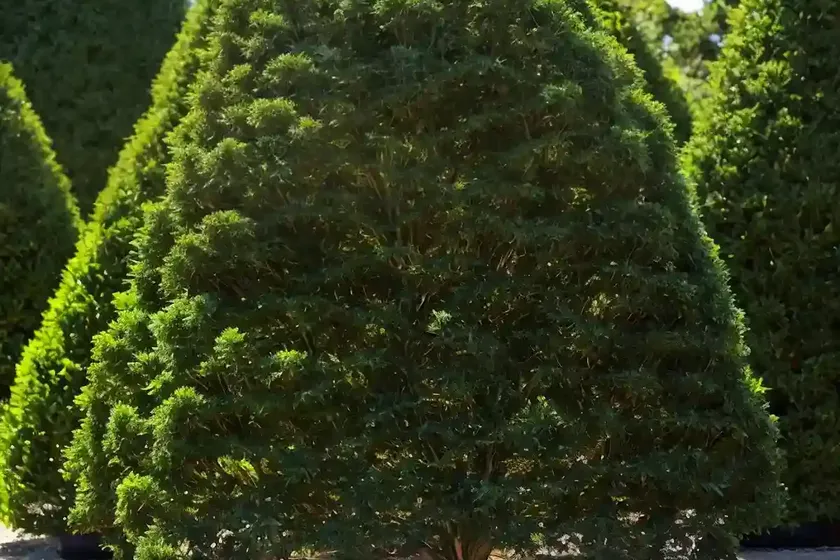 American arborvitae (thuja occidentalis ‘techny’) — photo 3
