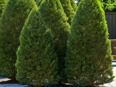 American Arborvitae (Thuja Occidentalis ‘Techny’)