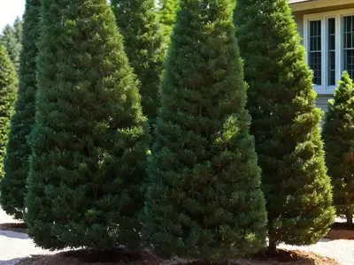 American Arborvitae (Thuja Occidentalis ‘Tiny Tim’)