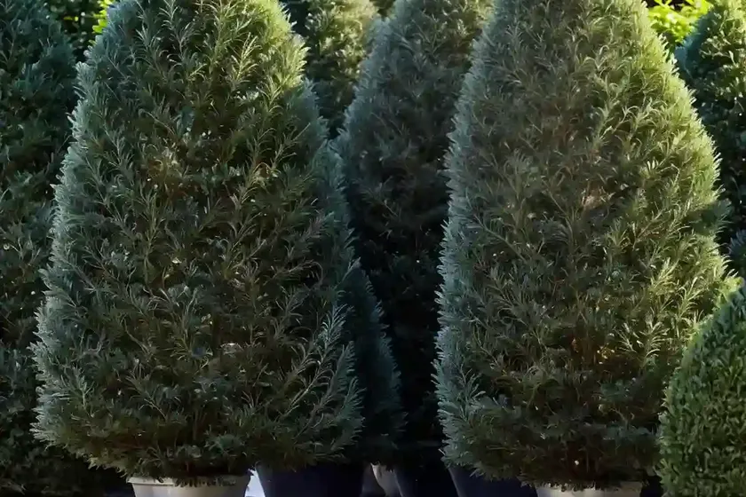 American arborvitae (thuja occidentalis ‘wansdyke silver’) — photo 2