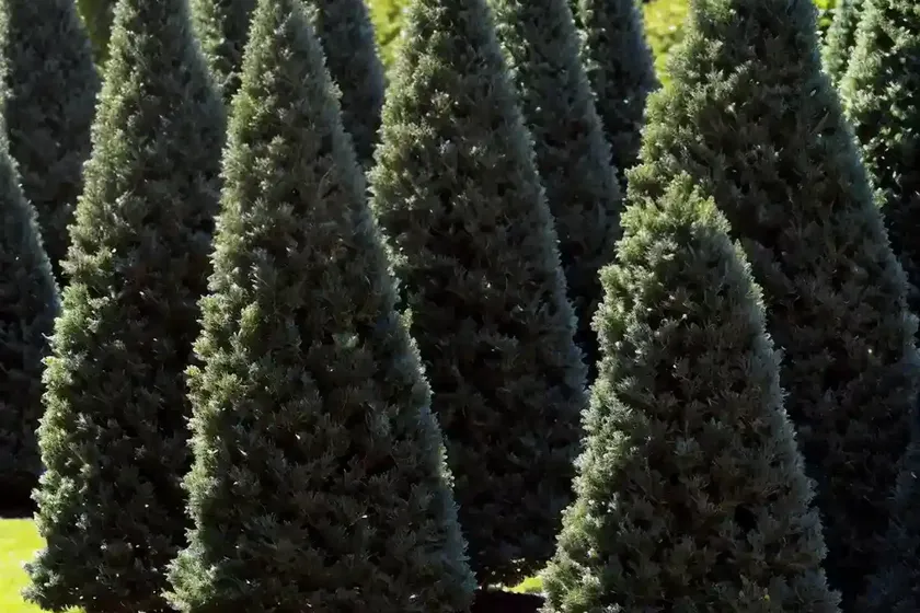 American arborvitae (thuja occidentalis ‘wansdyke silver’) — photo 3