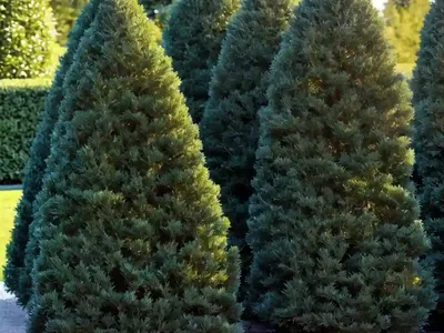 American Arborvitae (Thuja Occidentalis ‘Wansdyke Silver’)