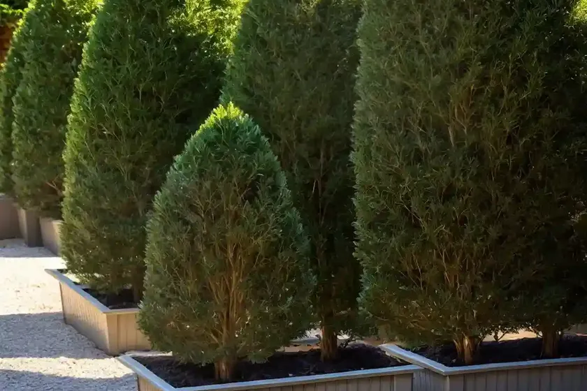 American arborvitae (thuja occidentalis ‘wareana lutescens’) — photo 2