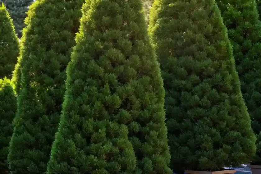 American arborvitae (thuja occidentalis ‘wareana lutescens’) — photo 3