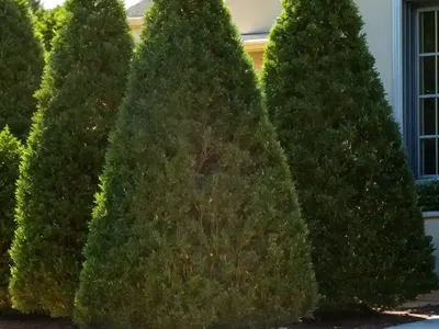 American Arborvitae (Thuja Occidentalis ‘Wareana Lutescens’)