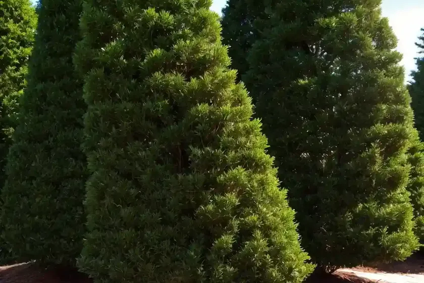 American arborvitae (thuja occidentalis ‘woodwardii’) — photo 3