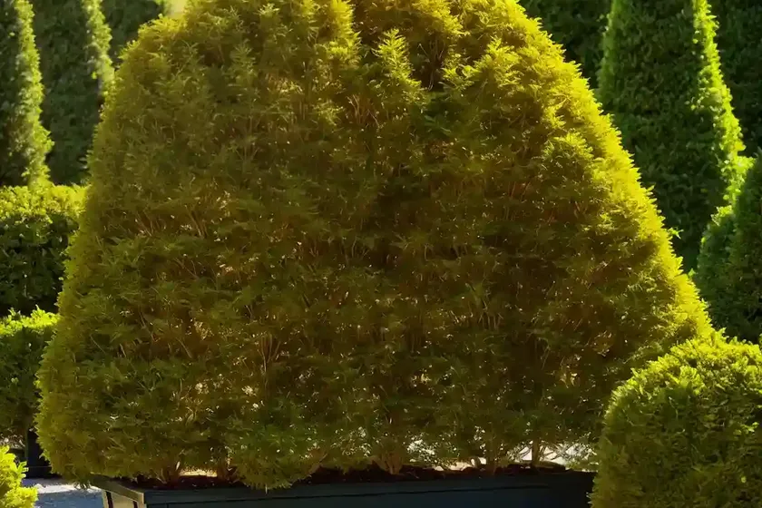 American arborvitae (thuja occidentalis ‘yellow ribbon’) — photo 2