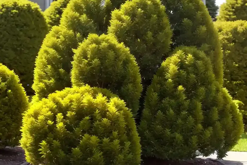 American arborvitae (thuja occidentalis ‘yellow ribbon’) — photo 3