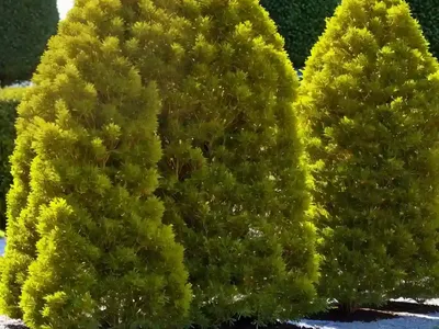 American Arborvitae (Thuja Occidentalis ‘Yellow Ribbon’)