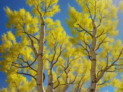 American Aspen (Populus Tremuloides)